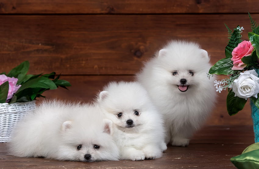 Three Pomeranian Puppies HD wallpaper
