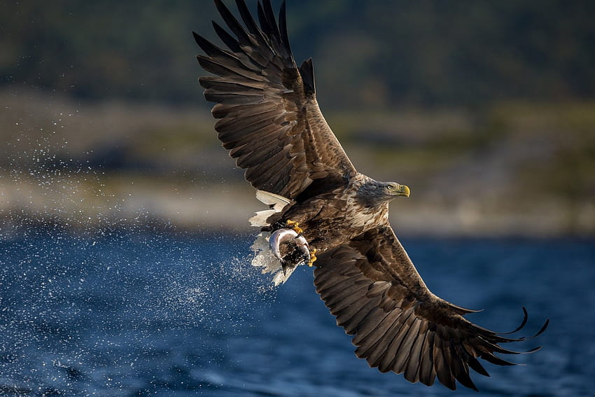 Whitetailed, Eagle, Hawk, Bird, Full , Wings, Animal , Catch, Prey, Predator, Birds.jpg HD wallpaper