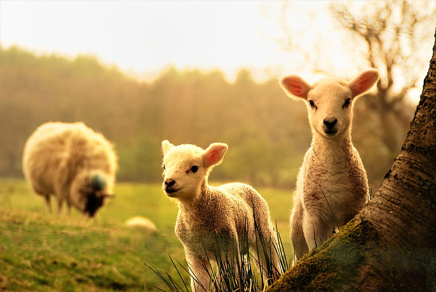 3099217 / animal, pascua, cordero, naturaleza, schfchen, ovejas, primavera, lindos animales bebés primavera fondo de pantalla