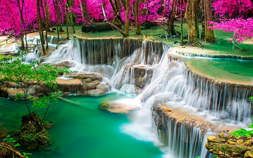 тропическа гора, розови дървета, езеро, Тайланд, розово дърво до езеро HD тапет