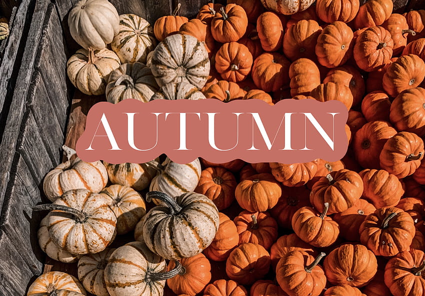 Fall Festivities: Abma's Farm – Cosmic17, thanksgiving chromebook HD