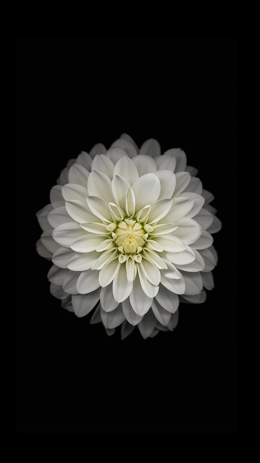 4 Apple iPhone Flor, flor iphone fondo de pantalla del teléfono