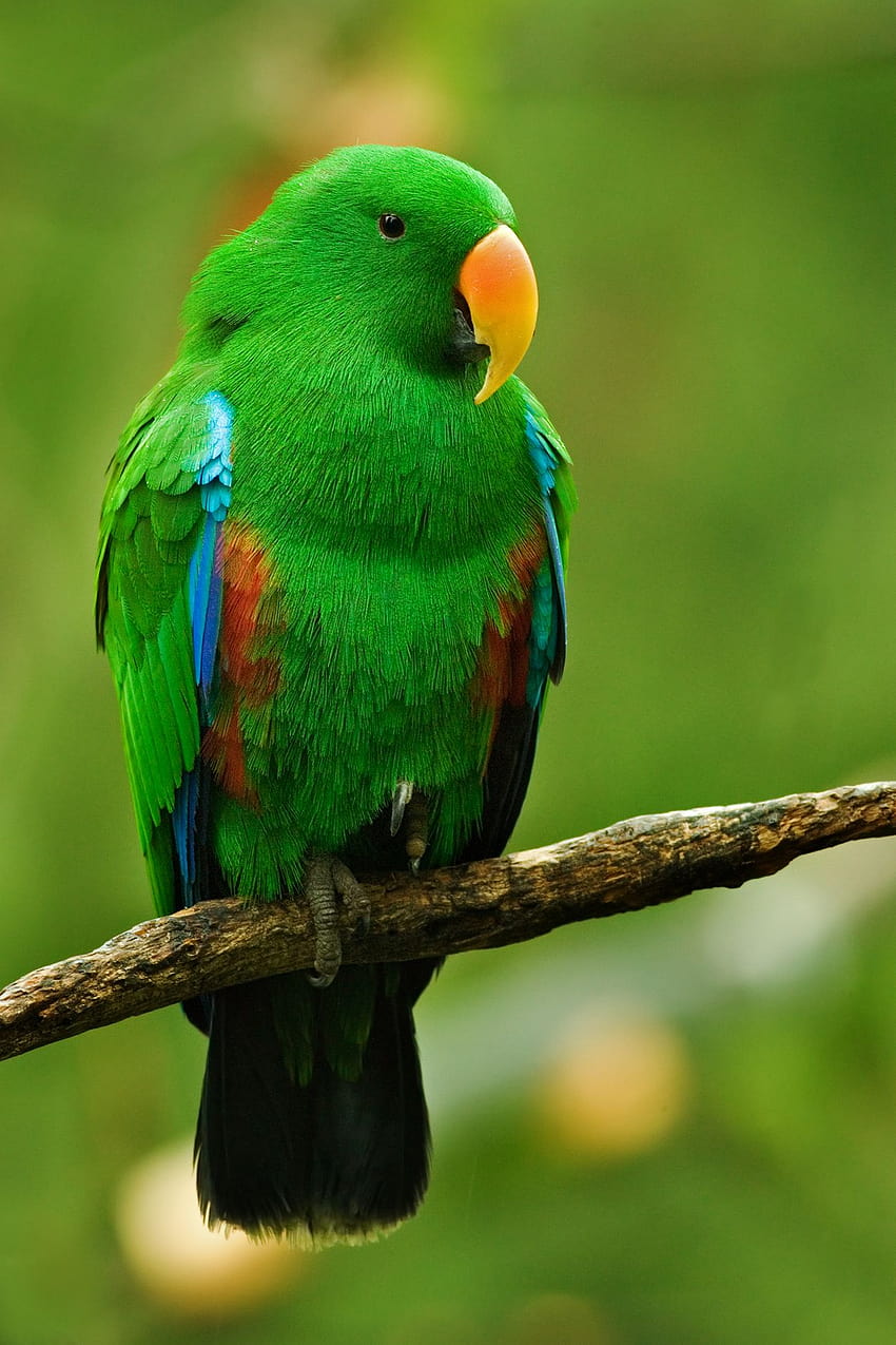 Мъжки папагал еклектус : справочник по биологични науки HD тапет за телефон