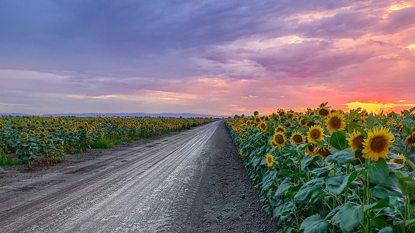 Sunflower Field Png & Sunflower Field .png, sunflowers field at sunset HD wallpaper