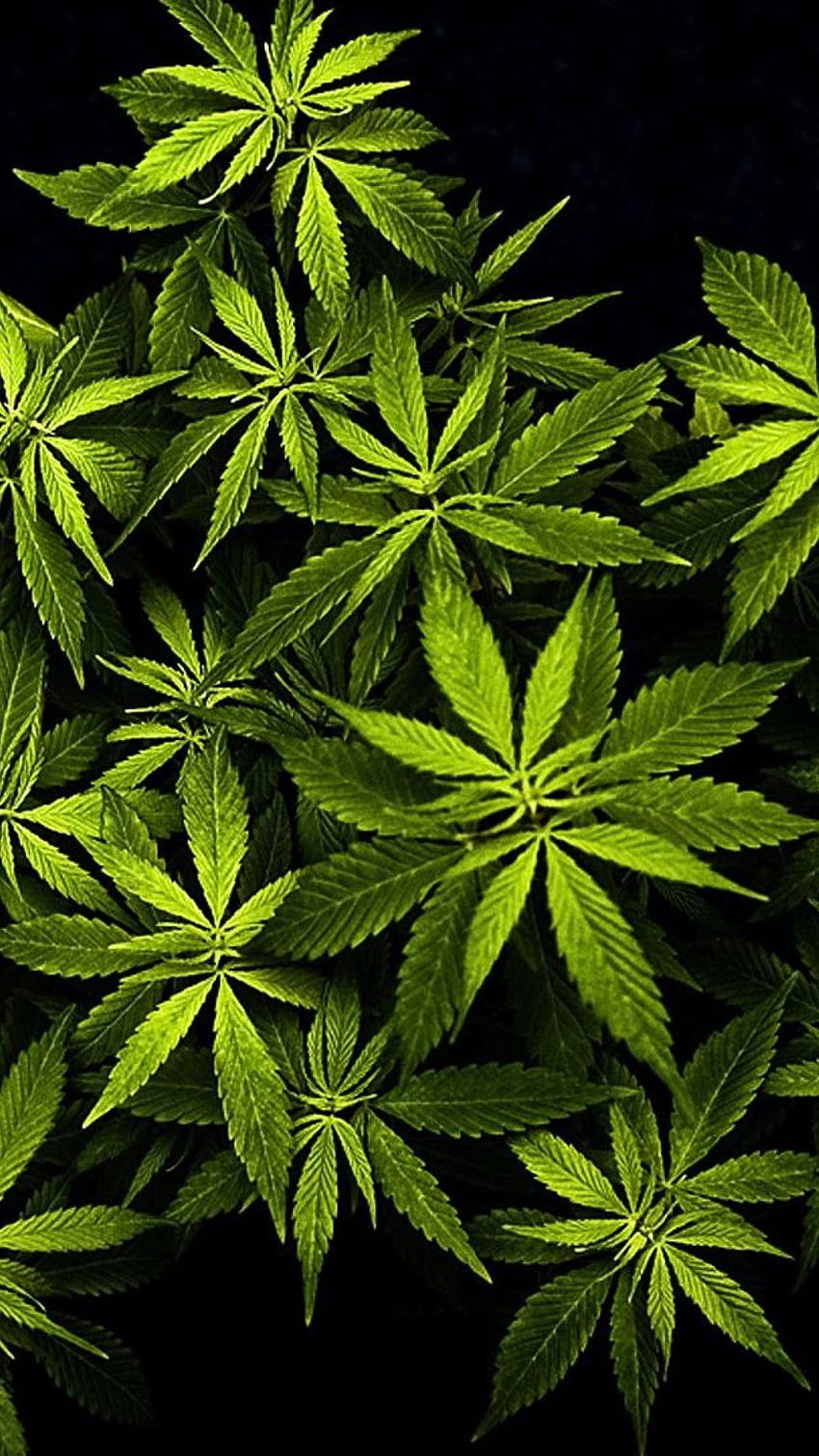 Marijuana iPhone HD phone wallpaper