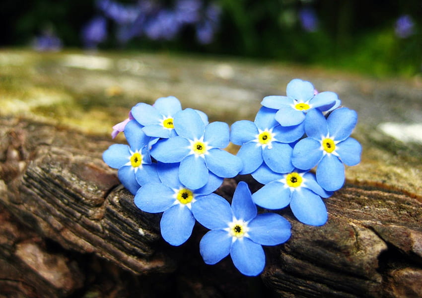 Forget me not for I am there in the beat of your heart On the wing of your… HD wallpaper
