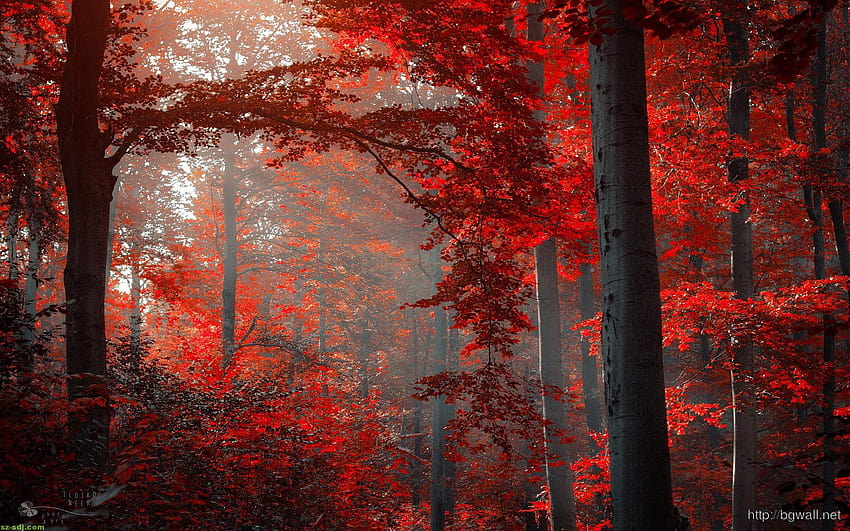 Dark Forest Red Autumn – фонове, ps4 аниме гора HD тапет