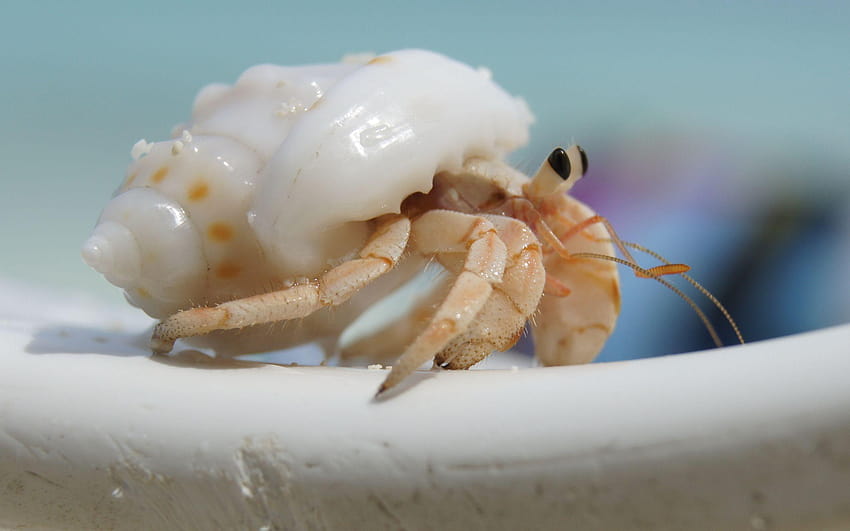 3 Hermit Crab, crabs HD wallpaper