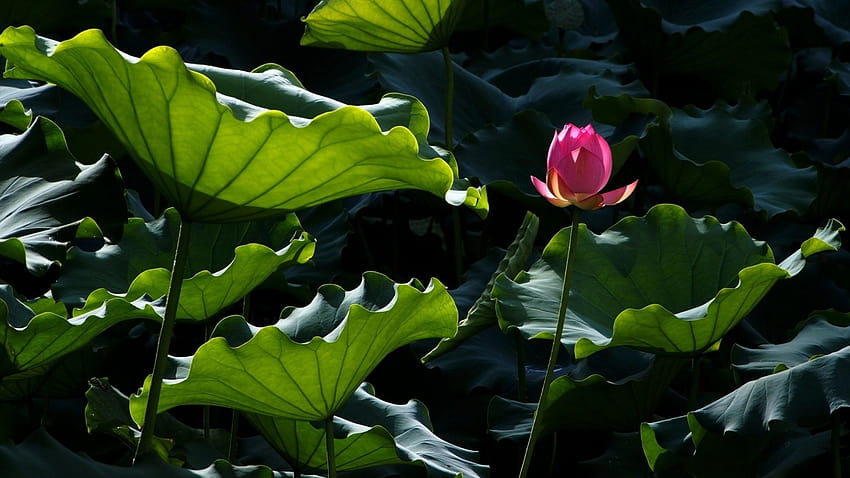 Pink Lotus Flower Bud, , Tło, Pp3fwa Tapeta HD