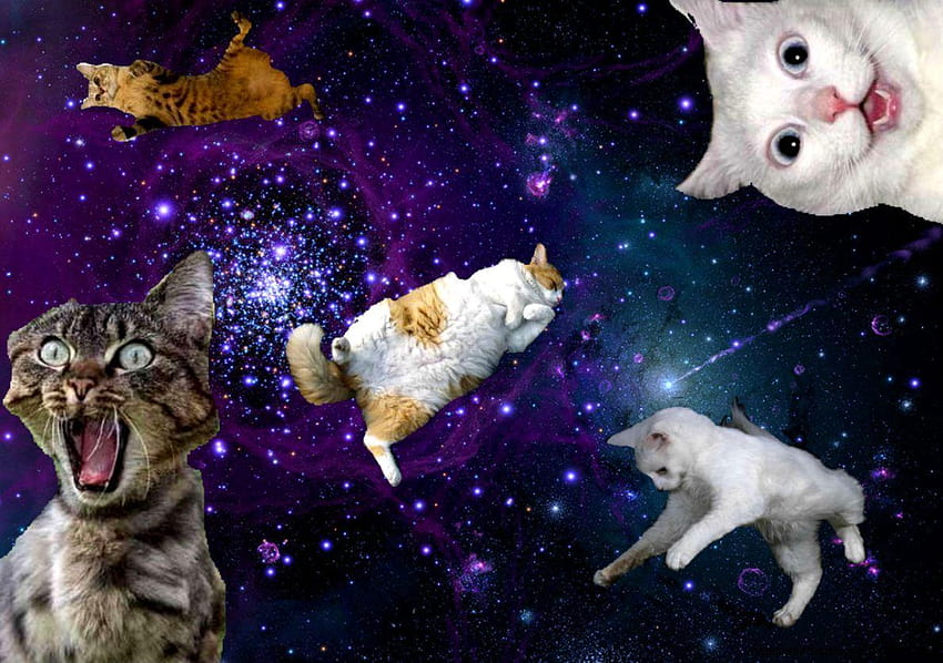 Cats Tumblr Galaxy, galaxy cat HD wallpaper