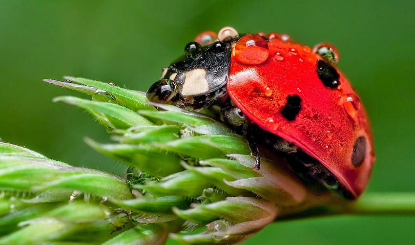 Blue Ladybugs on Animal Society, ladybird beetle HD wallpaper