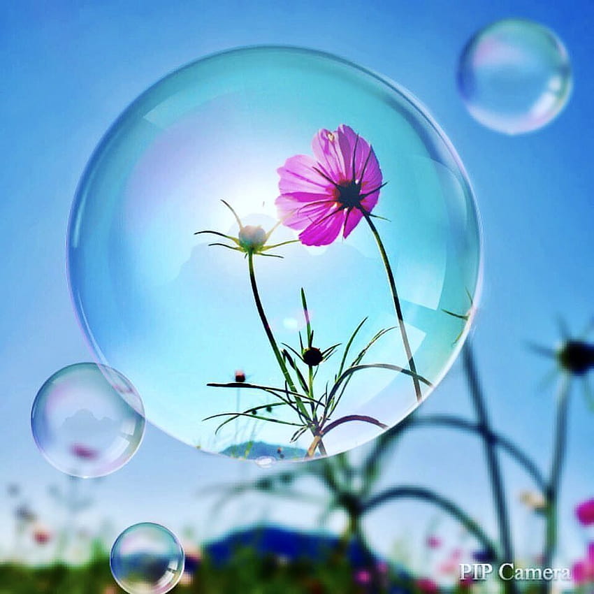 Cosmos in the soap bubble, flowers and bubbles HD phone wallpaper