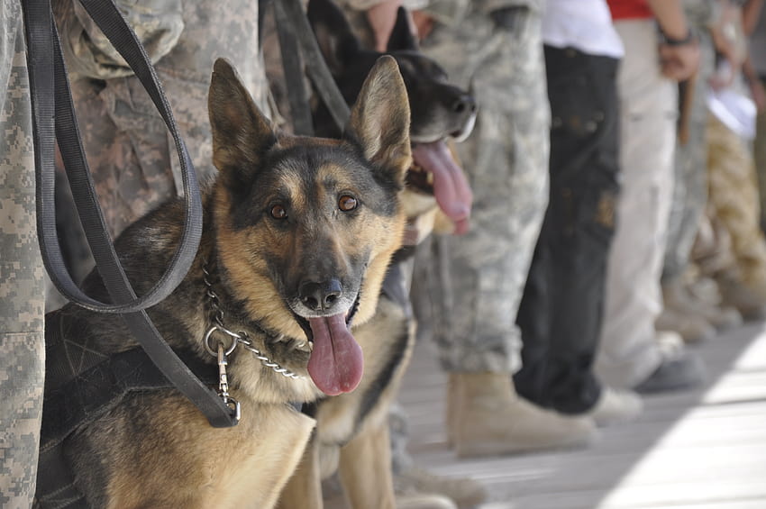 : หมา, ทหาร, กองทัพบก, อนุสรณ์, พิธี, ตก, Kia, แนวร่วม, germanshepherd, K9, usarmy, พลเรือน, doghandlers, militaryworkingdog, servicemembers, wardogmemorial 4288x2848, สุนัขทหาร วอลล์เปเปอร์ HD