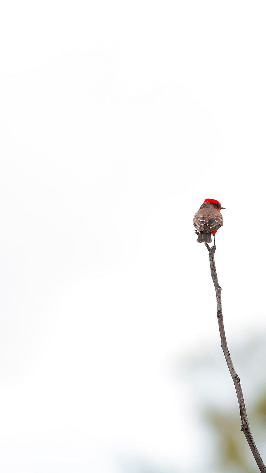 Bird, Branch, Minimalism, White, cute minimalist bird HD phone wallpaper