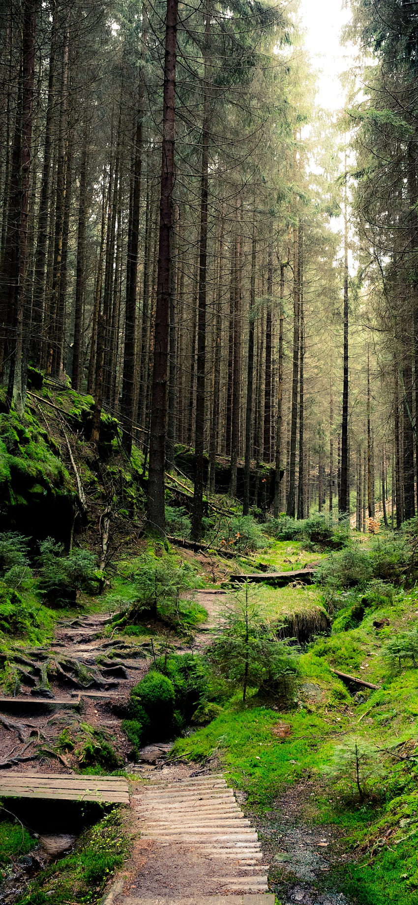 Sakson İsviçre Ulusal Parkı , Orman, Gün ışığı, Yeşil, Doğa, orman yeşili iphone 13 HD telefon duvar kağıdı