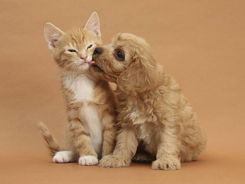 Cute Cats and Dogs, funny cats and dogs HD wallpaper