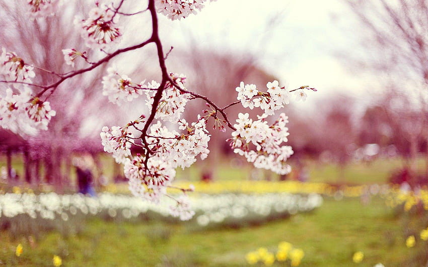 Nice from landscapes in the Spring season, spring background HD wallpaper |  Pxfuel