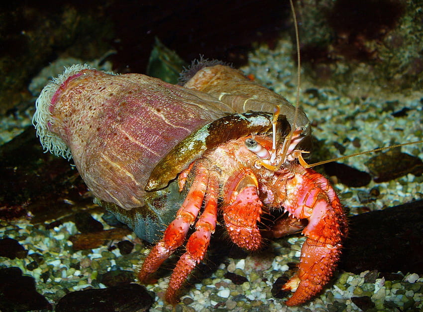 HERMIT CRAB crabs sealife HD wallpaper