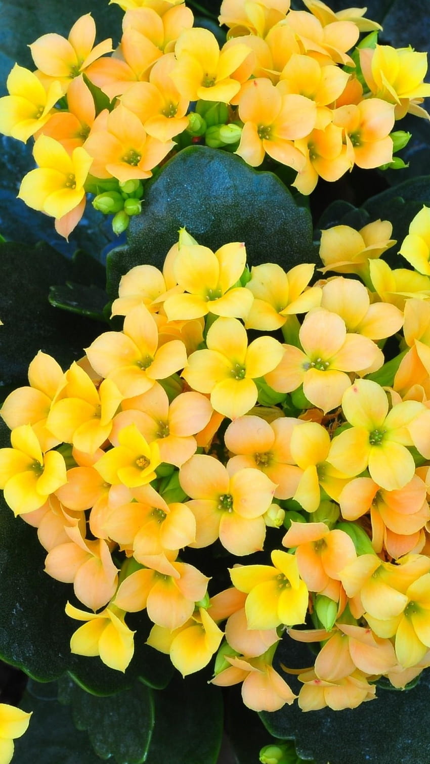 622786 Data Src Full Size Yellow Flower, yellow flowers iphone HD phone wallpaper