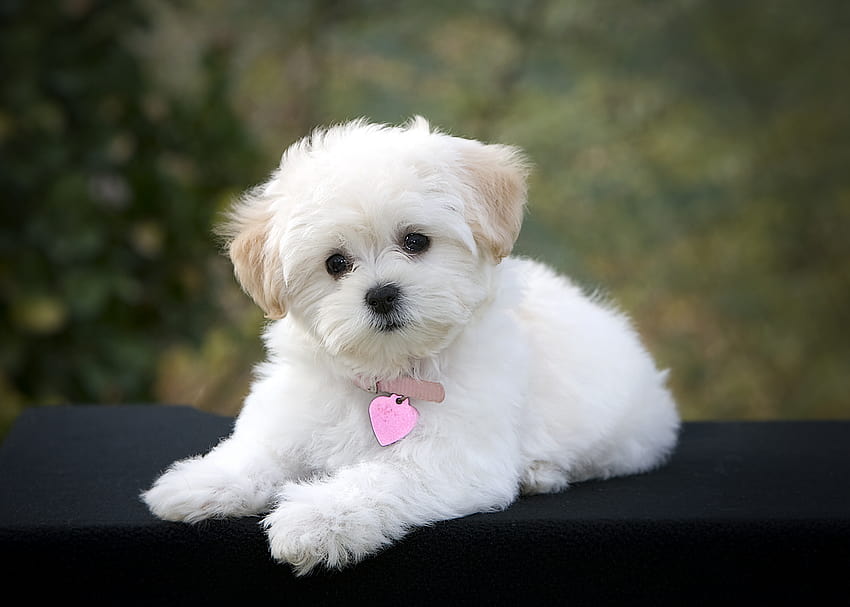 Hunderassenauswahl: Biological Science Directory – Pulpbits, süßer kleiner Hund HD-Hintergrundbild