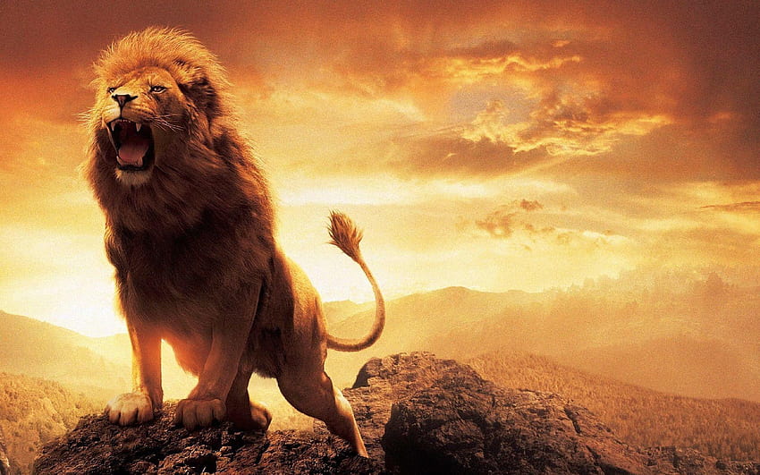 Shouting lion full view wide, all new HD wallpaper
