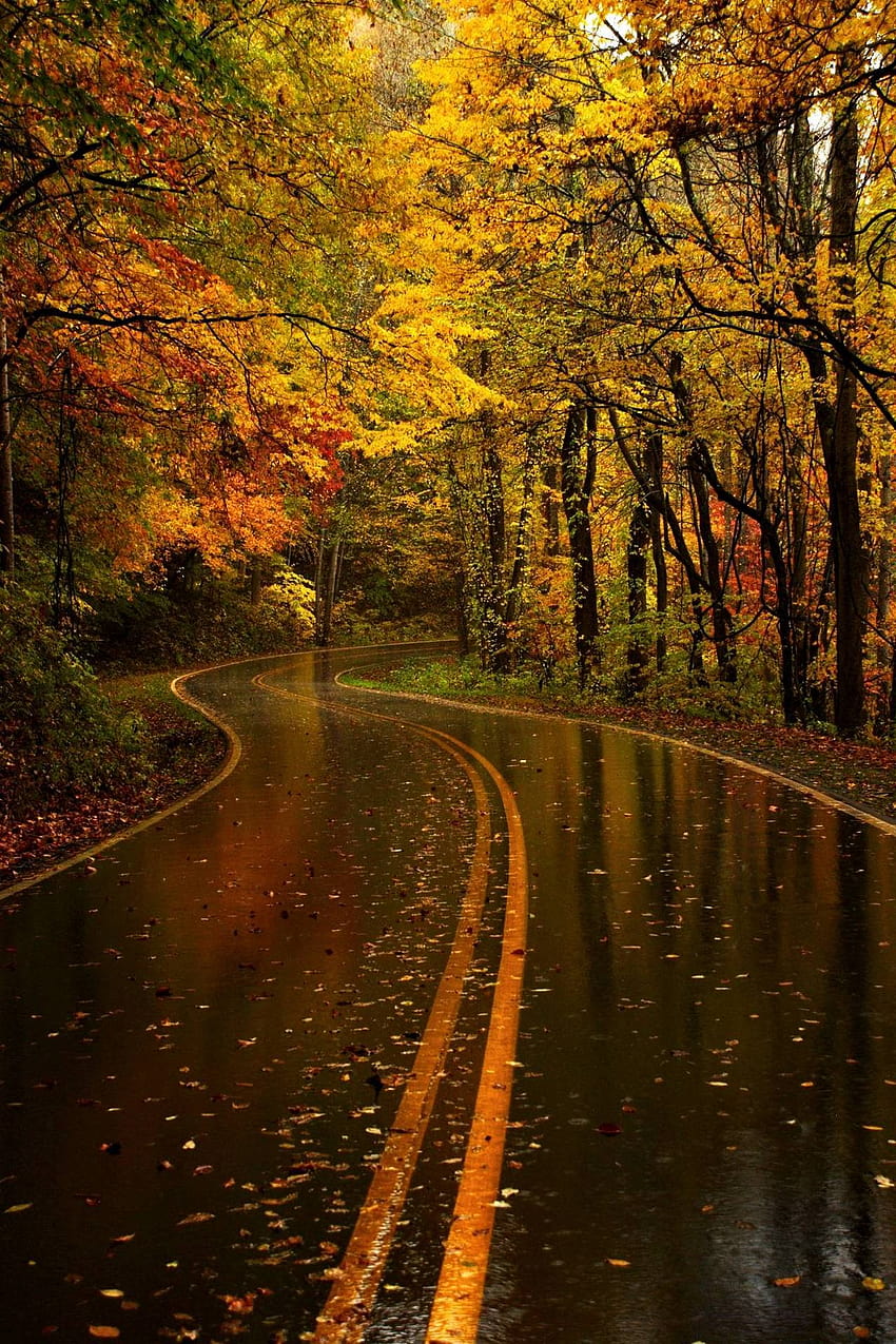 Móvil, viaje por carretera bosque otoño fondo de pantalla del teléfono