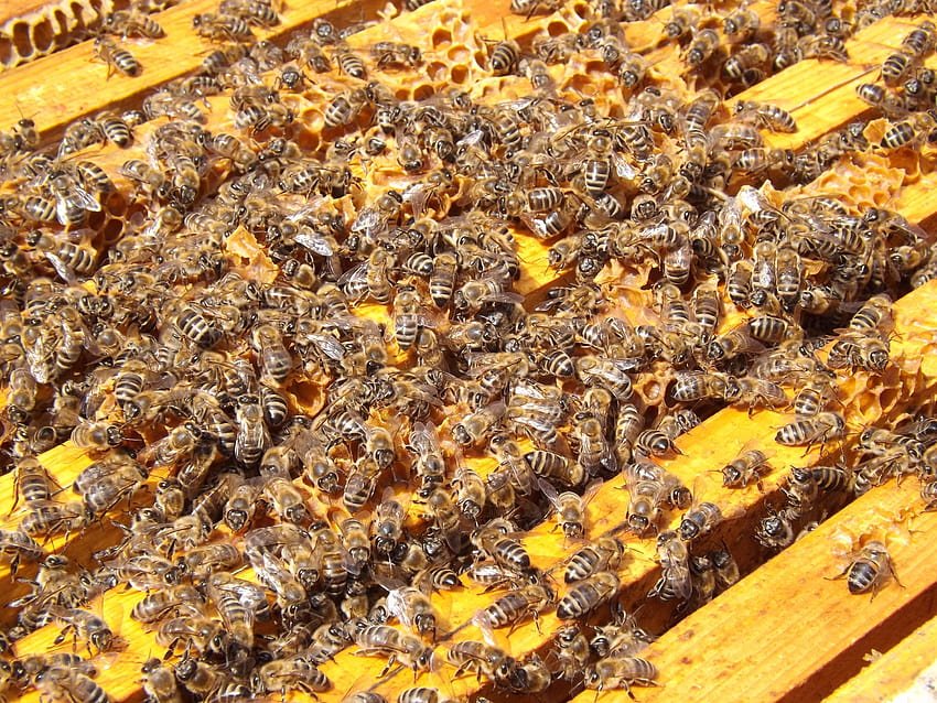 養蜂, 忙しい, 蜂蜜, 蜂の巣, 蜂, 蜂の巣, 蜂 高画質の壁紙