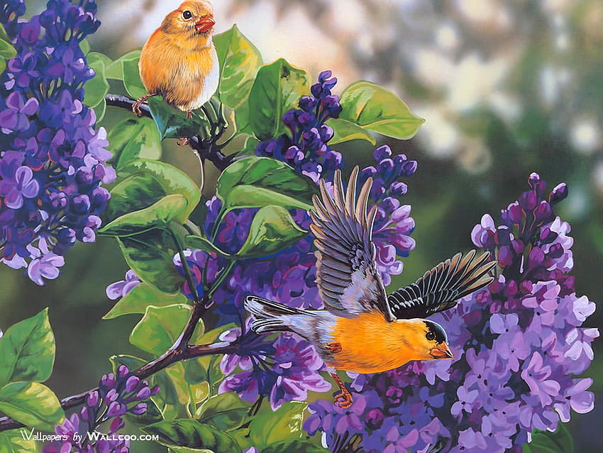 Pinturas de pássaros, passarinhos e lilases papel de parede HD