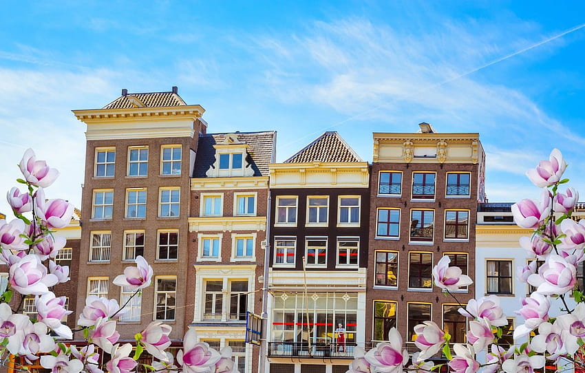 spring, Amsterdam, flowering, blossom, Amsterdam, flowers, old, spring, buildings, Netherlands , section город, spring amsterdam HD wallpaper