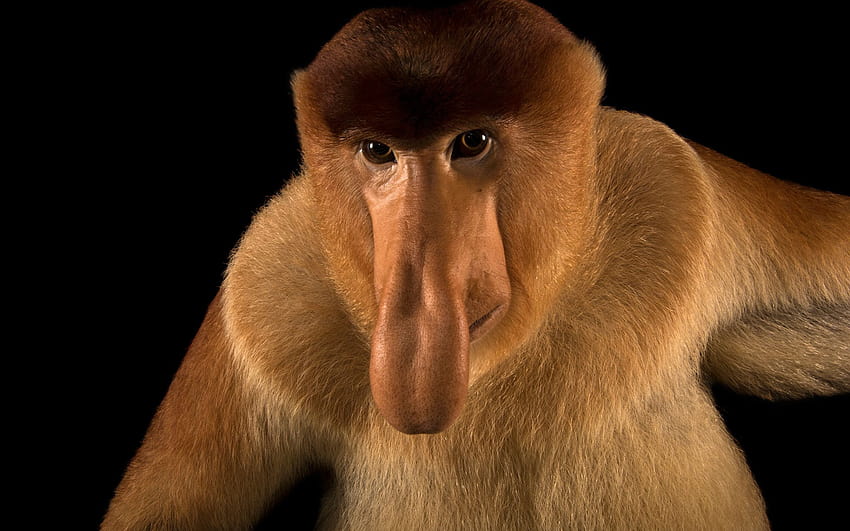 Proboscis Monkey 77843 HD wallpaper
