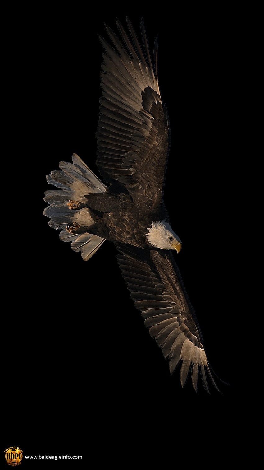 Eagle schwarzes Telefon HD-Handy-Hintergrundbild