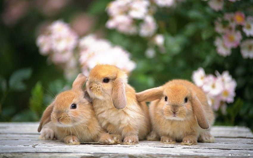 กระต่าย วอลล์เปเปอร์ HD