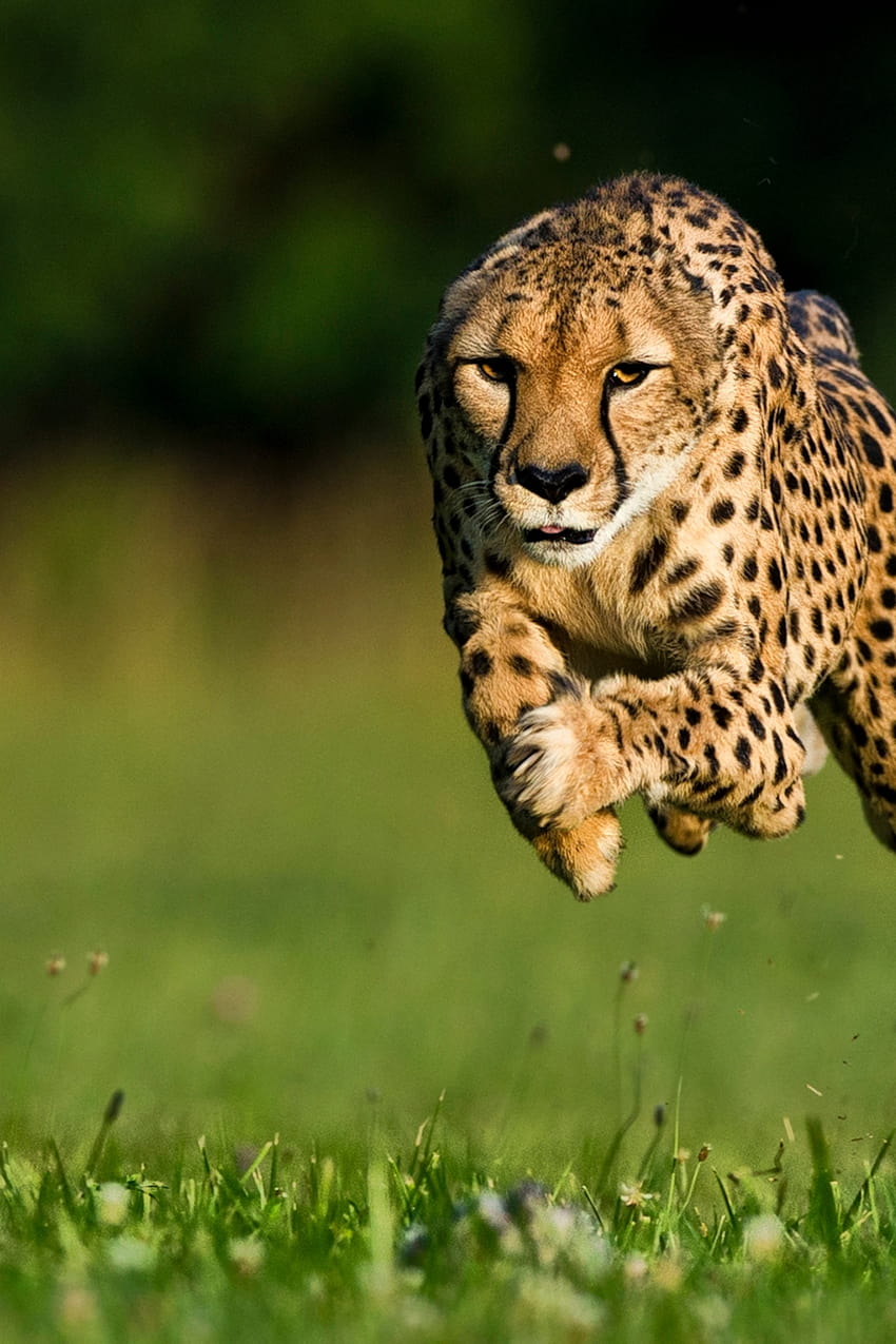 World's Fastest Cheetah Dies, cheetah running HD phone wallpaper