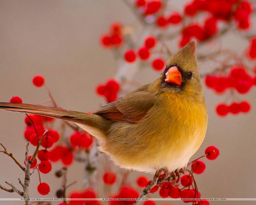 Female Northern Cardinal Among Hawthorn Berries [1920x1080] for your , Mobile & Tablet HD wallpaper