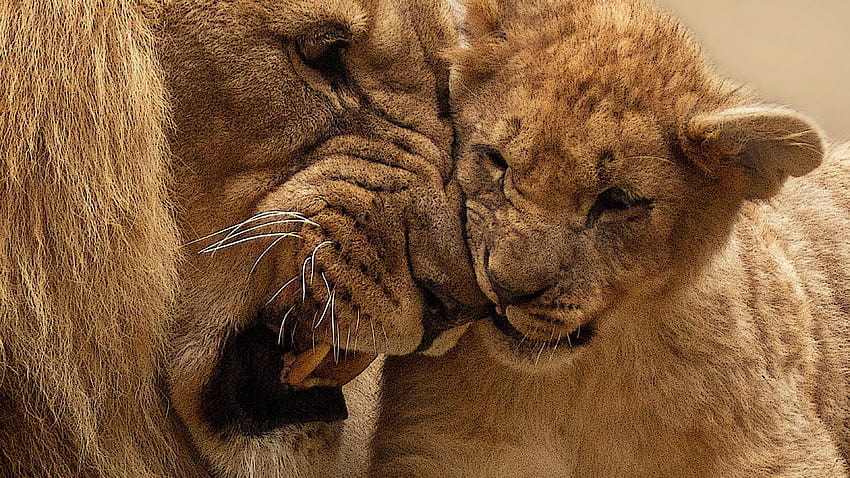 Lion Mother Cub animals , cub, cub watch HD wallpaper