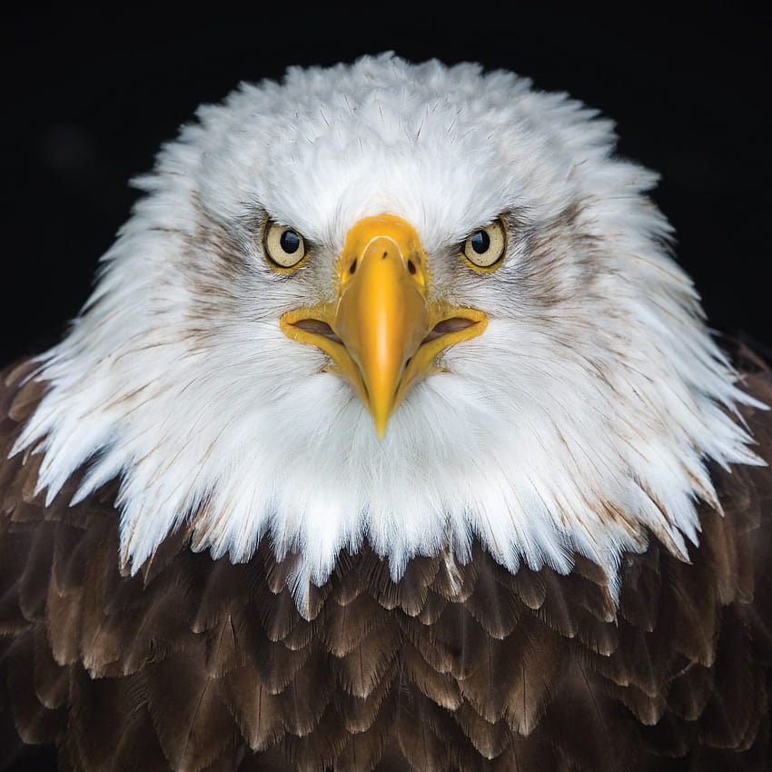 What If Humans Had Eagle Vision?, eagle face HD phone wallpaper