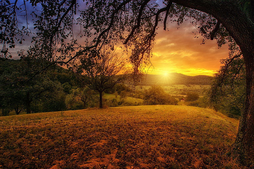 2560x1700 Tree Sun Aesthetic Dawn Landscape Panorama Chromebook, естетичен природен пейзаж HD тапет