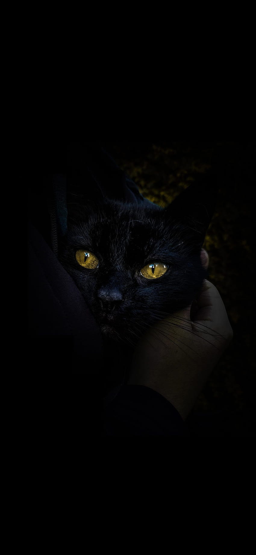 애완동물을 받는 검은 고양이 아몰레드, 스마트폰 동물들 HD 전화 배경 화면