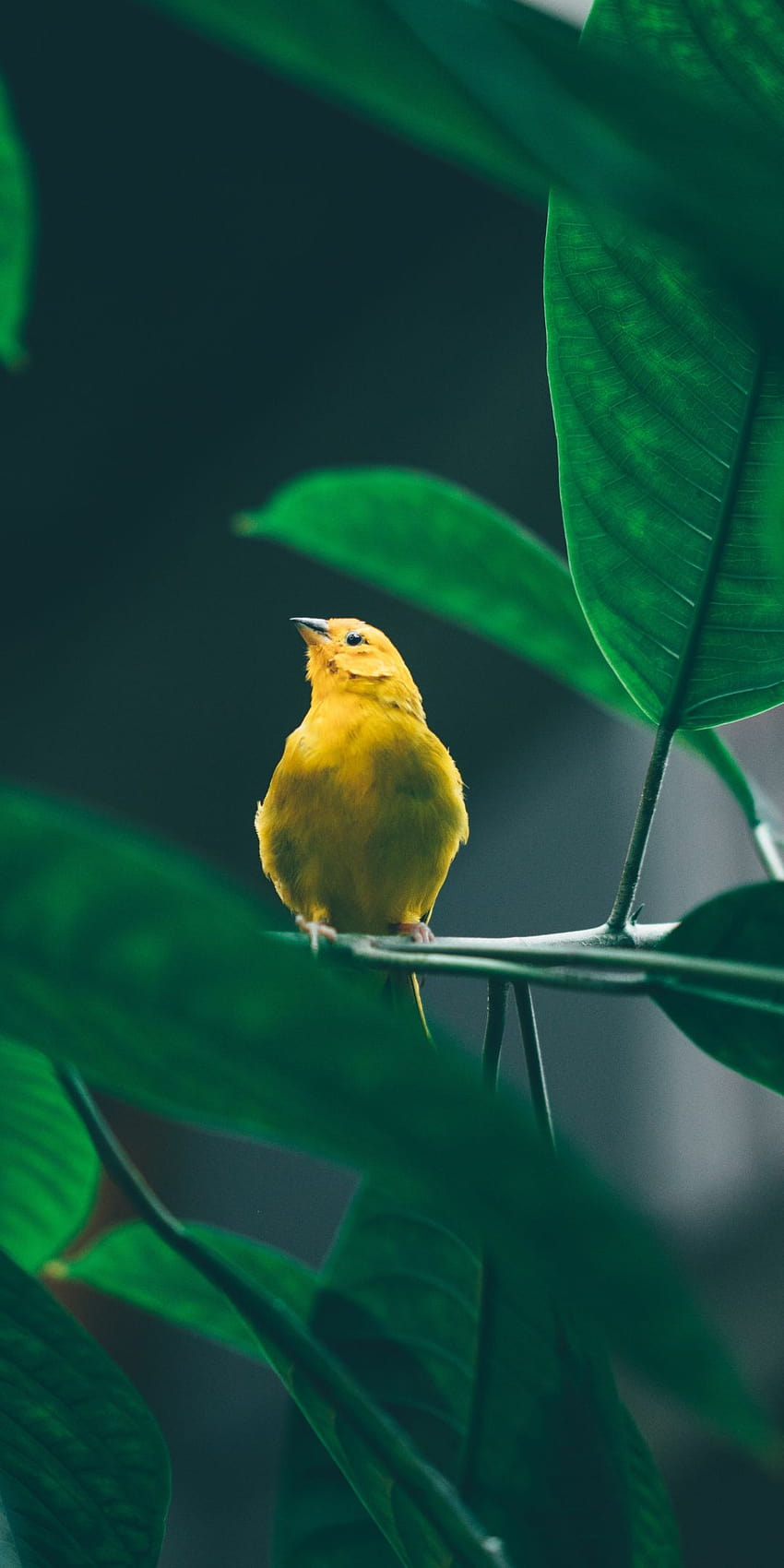 Small, cute, yellow bird, tree branch, 1080x2160 HD phone wallpaper