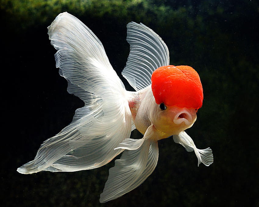 fancy goldfish varities, gold fish HD wallpaper