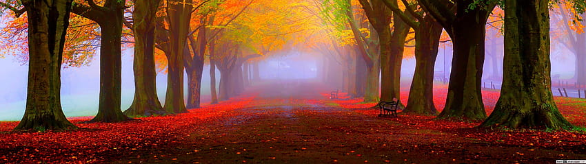 Hutan Musim Gugur yang Menakjubkan, musim gugur 5120x1440 Wallpaper HD
