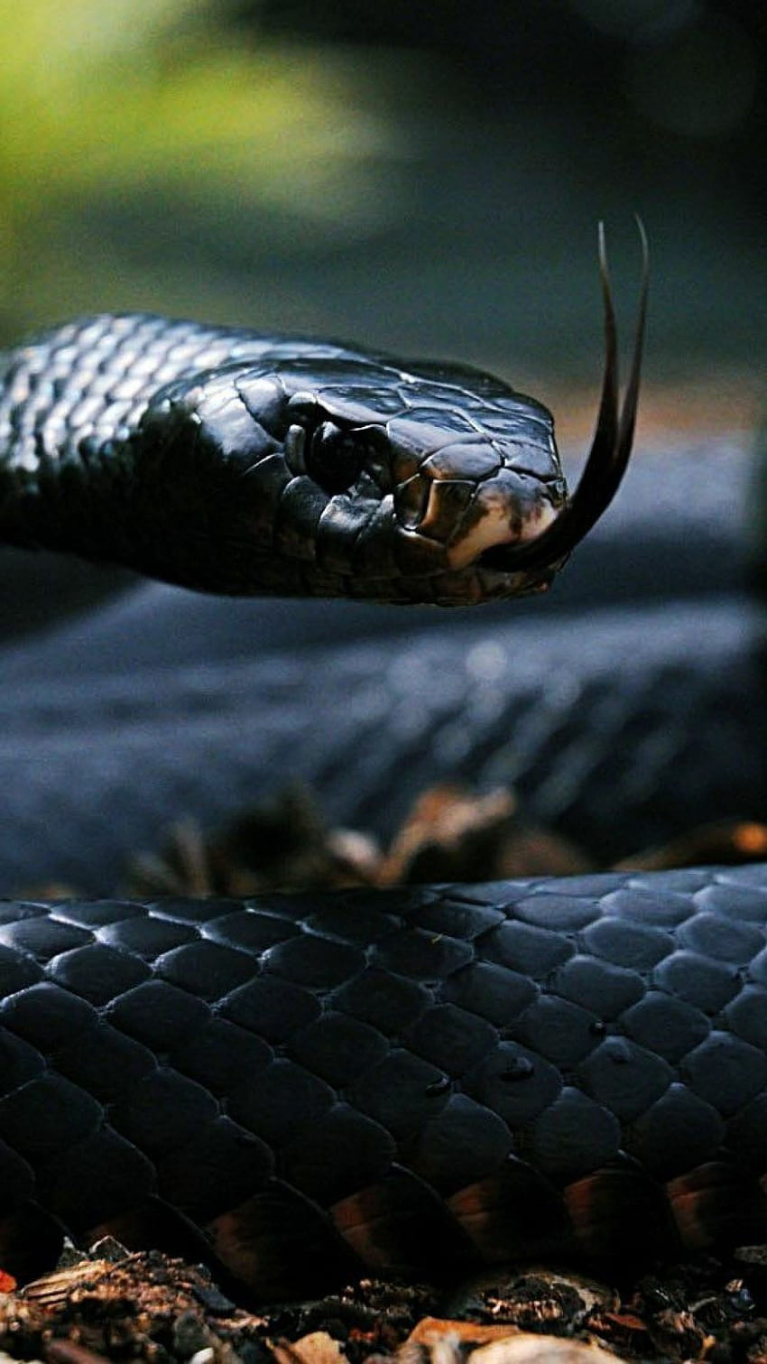 Serpiente negra, mamba negra y cobra real fondo de pantalla del teléfono