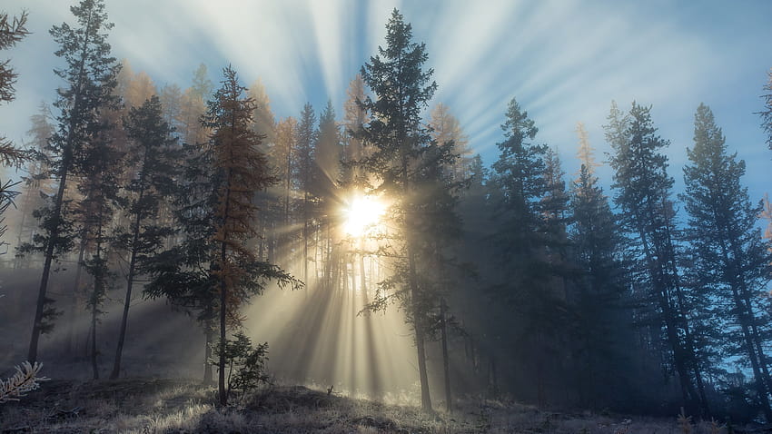 : Sun rays through forest trees 3840x2160, sunrays forest HD wallpaper
