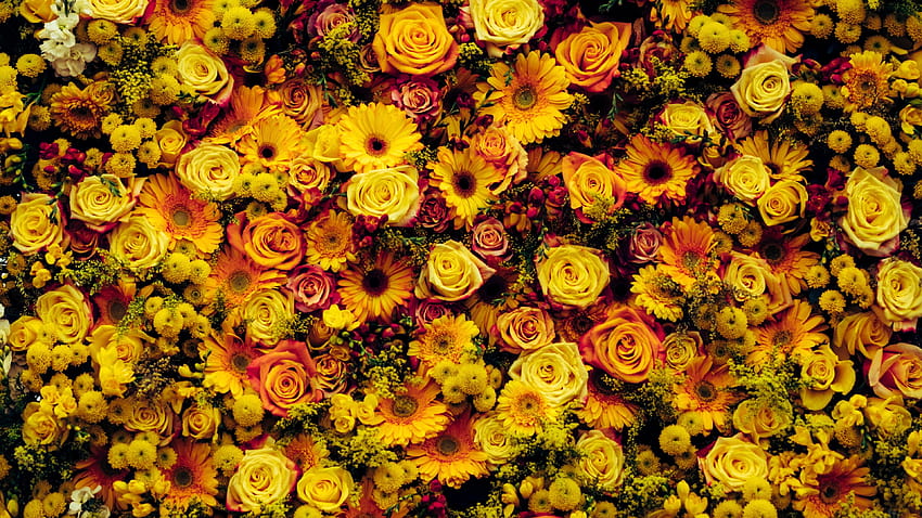 Sunflower, Cut Flowers, Flower Arranging, Spring, Flower, spring flowers sun HD wallpaper