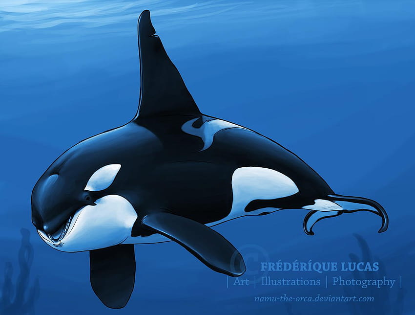 Killer Whale Drawing , Backgrounds HD wallpaper