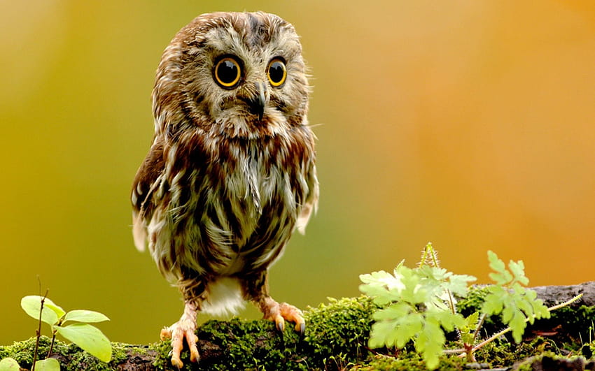 Owl [1920x1200] for your , Mobile & Tablet, awwww HD wallpaper | Pxfuel