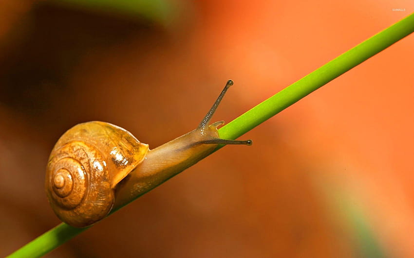 Snail HD wallpaper | Pxfuel