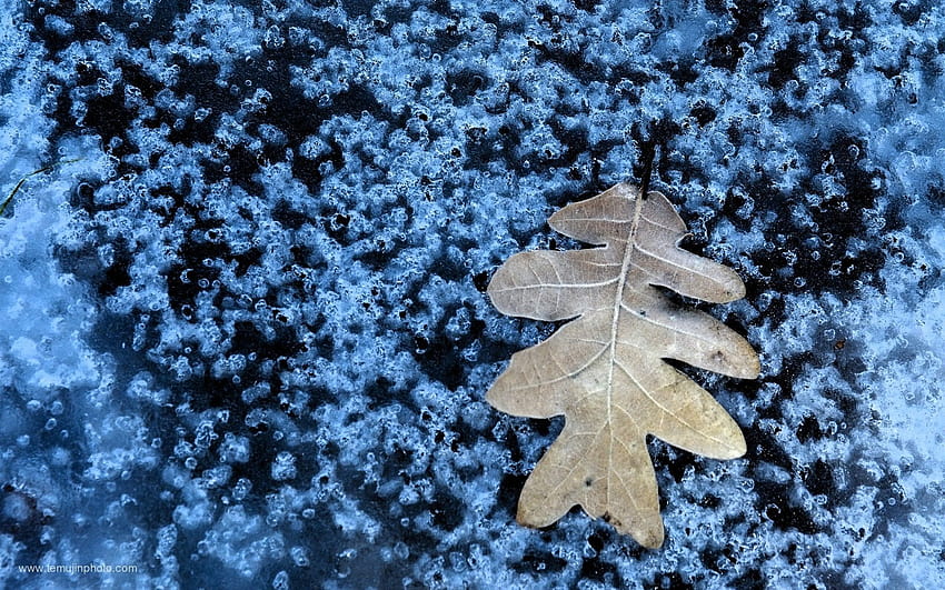 Gelembung makro es beku air, satu daun musim gugur Wallpaper HD