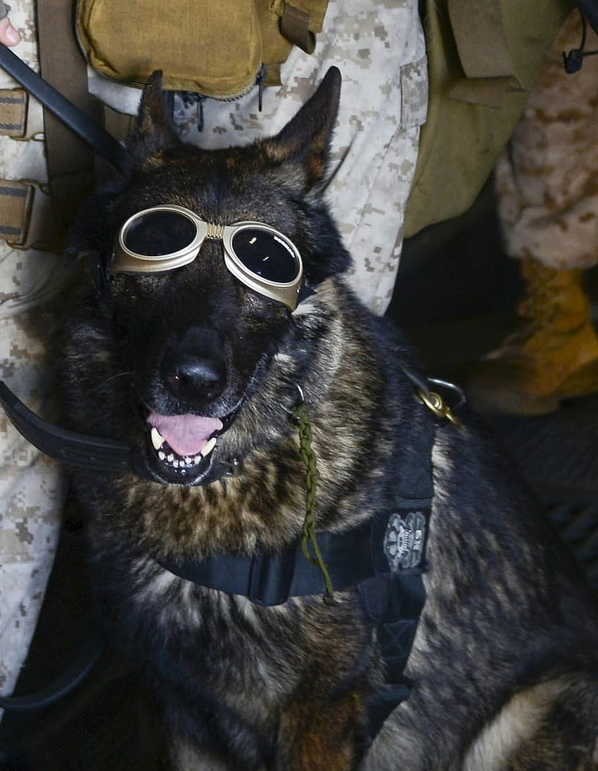 : German Shepherd, Dog, Goggles, Military, dog goggles HD phone ...