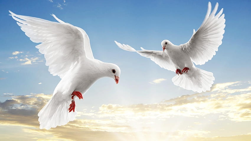 Pigeon blanc, pigeons Fond d'écran HD